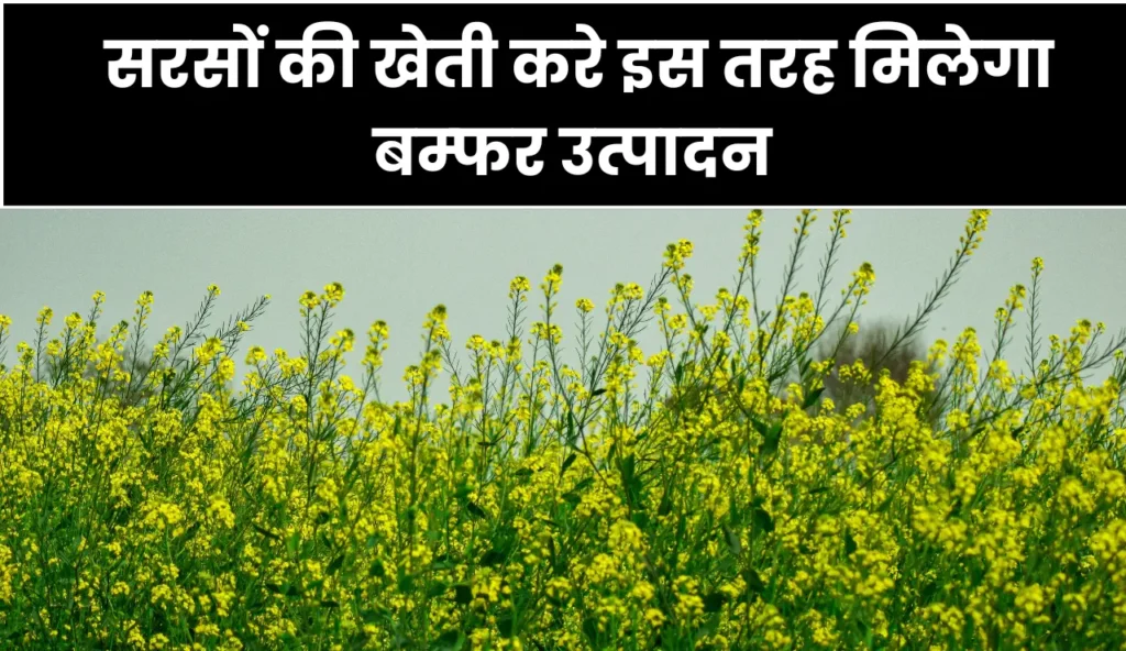 सरसों की खेती