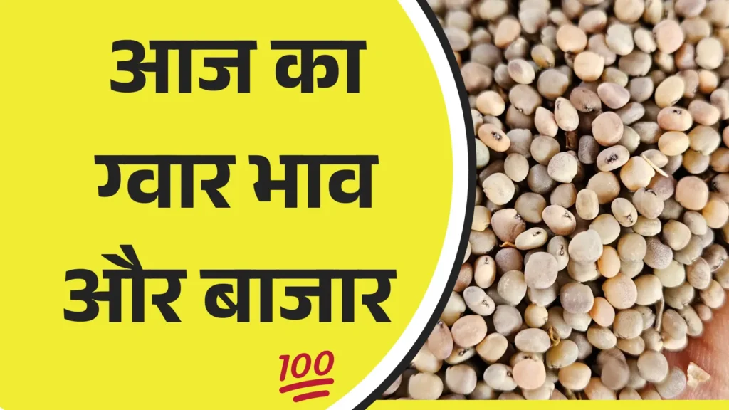 ग्वार बाजार अपडेट