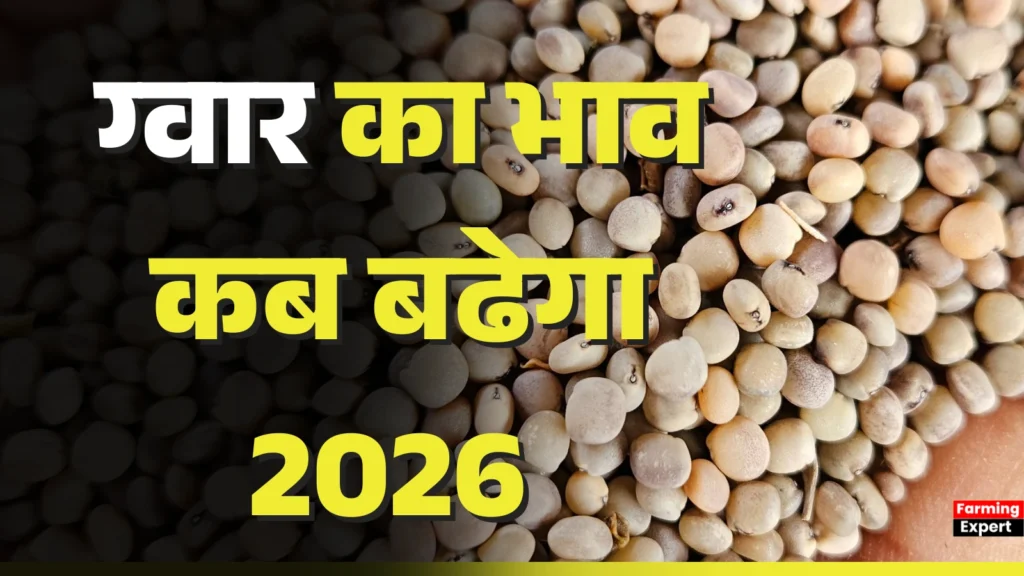 ग्वार का भाव कब बढ़ेगा 2026