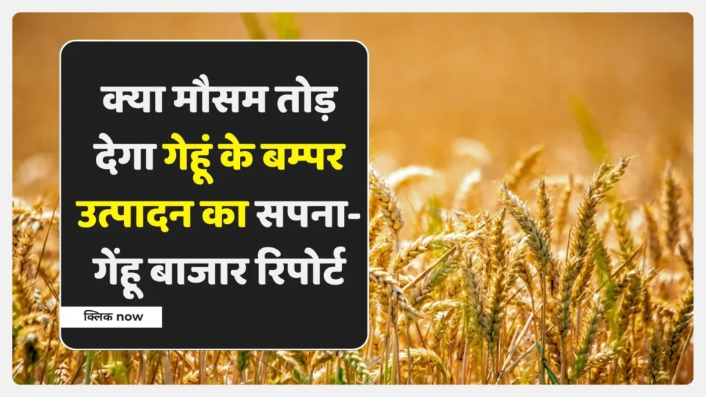 गेंहू बाजार रिपोर्ट