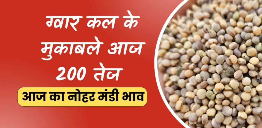 Nohar mandi bhav aaj ka