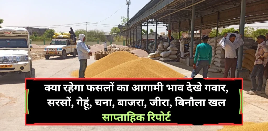 क्या रहेगा फसलों का आगामी भाव देखे गवार, सरसों, गेहूं, चना, बाजरा, जीरा, बिनौला खल साप्ताहिक रिपोर्ट