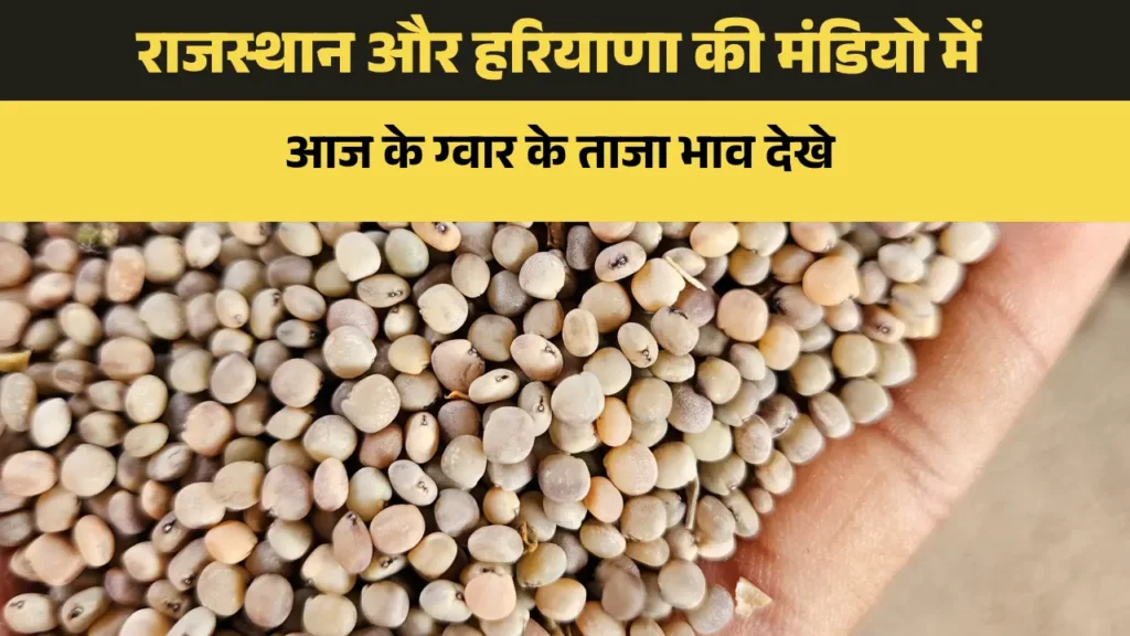 ग्वार के भाव आज